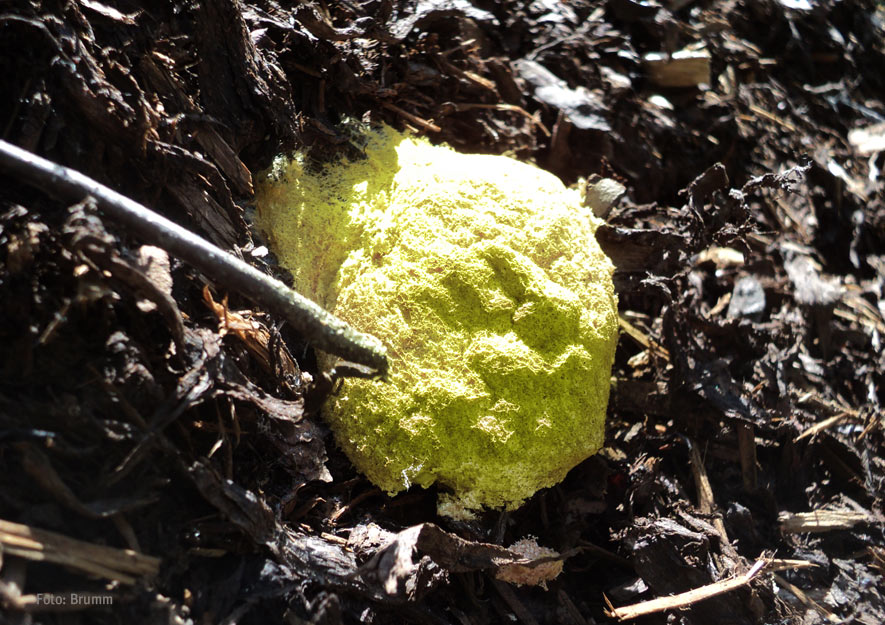 Gelbe Lohblüte auf Mulchschicht