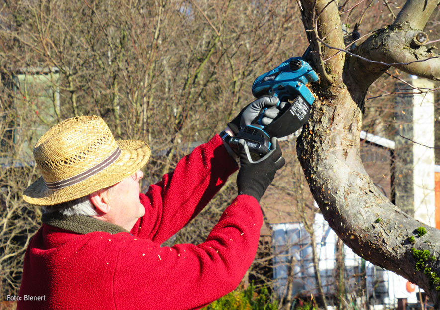 Obstbaumschnitt - Apfelbaum