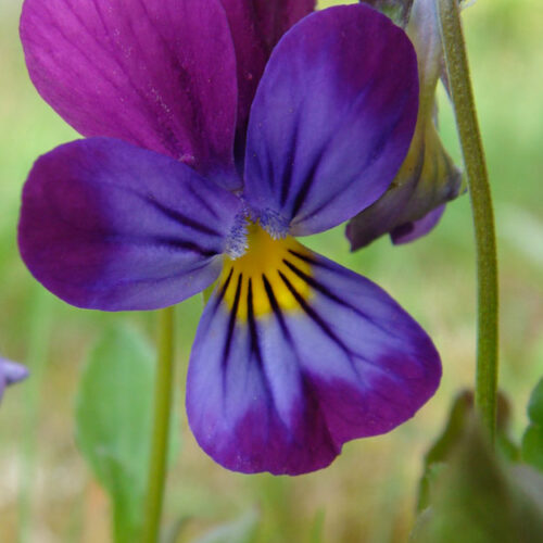 Veilchenblüte