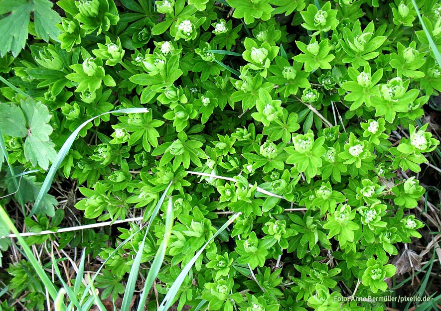 Waldmeister im Kleingarten