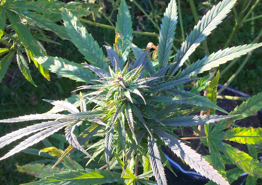 Hanfpflanze (Cannabis sativa) weibliche Pflanze mit Blüten
