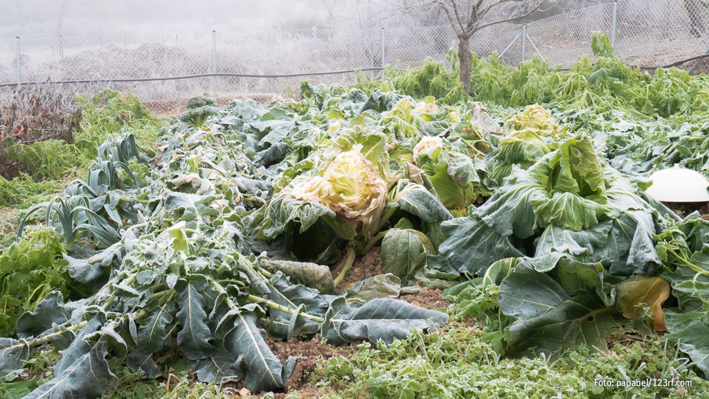 Winterlicher Gemüsegarten mit Frost überzogen