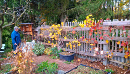 Weinschnitt-Workshop Chemnitz