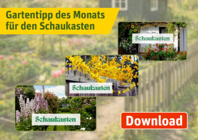 Monatliche Gartentipps für den Vereinsschaukasen