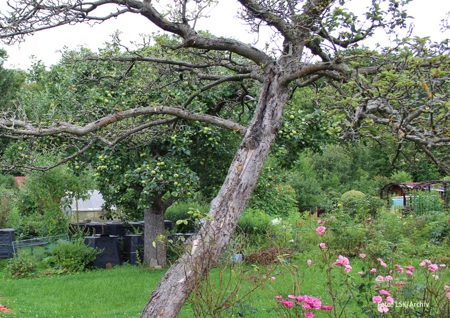 Ökologische Gartenelemente im Kleingarten