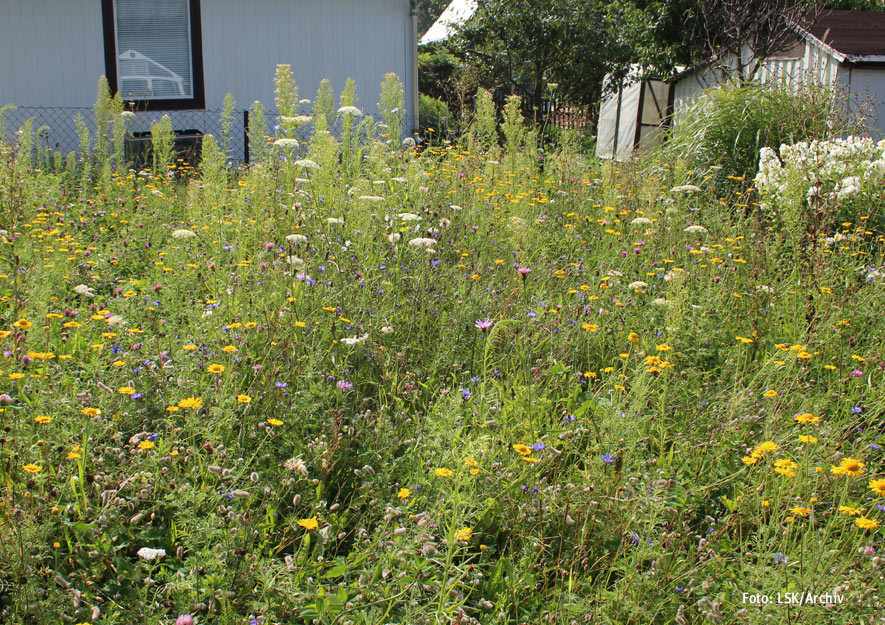 Ökologische Gartenelemente im Kleingarten