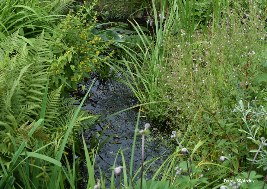 Ökologische Gartenelemente im Kleingarten