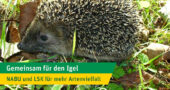 Gemeinsam für den Igel